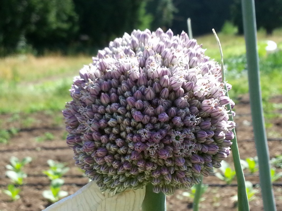 olympia food co-op