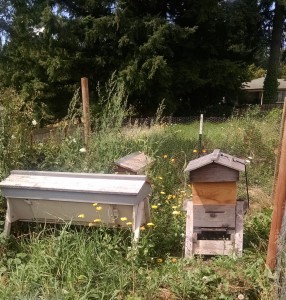 building bee hives