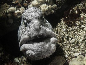Wolf Eels can be up to six feet in length, and are common in Hood Canal. Photo by Hoodsport N Dive.