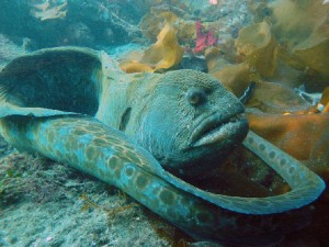 Seeing a wolf eel on a dive is almost guaranteed. Photo by Hoodsport N Dive. 