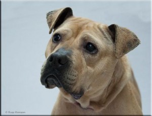 Heidi is the Adopt-A-Pet dog of the week.