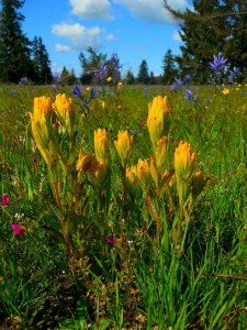 Golden paintbrush-This yellow flower is federally listed as threatened. 