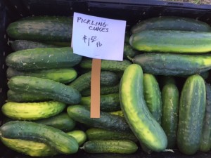 Pickling cucumbers were easy to find at local markets this summer with our hot weather.