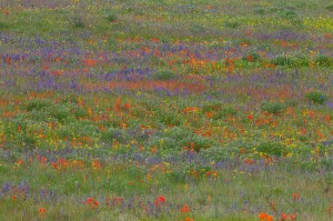 The beauty of spring at the South Sound Prairies. Photo by Rod Gilbert 