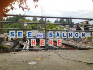 salmon migrating olympia