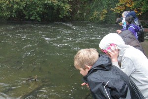 An autumn hike through Tumwater Falls Park is made more exciting with fish leaping up the salmon ladders.