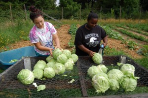 freedom farmers