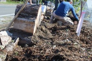 eastside urban farm edible hedge