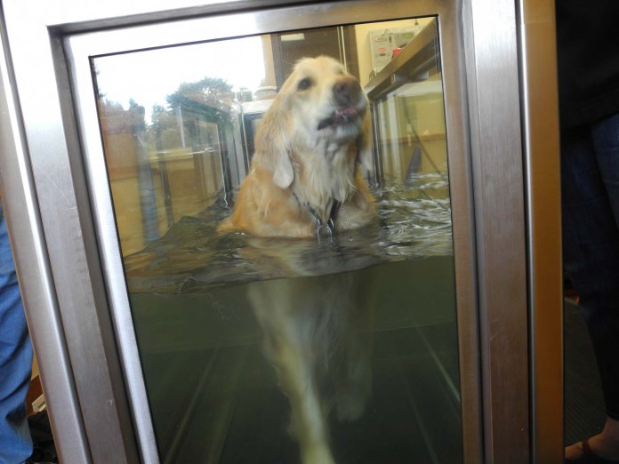four paws dog hydrotherapy olympia hydrotherapy
