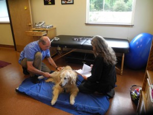 dog hydrotherapy olympia