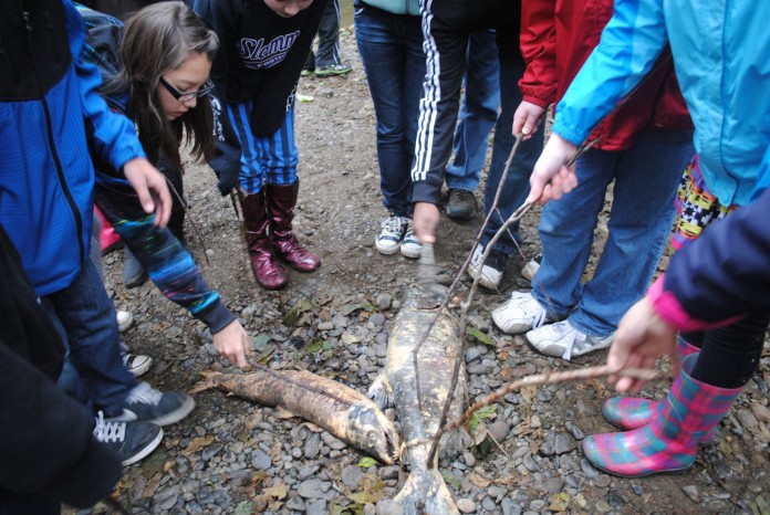 kennedy creek salmon trail