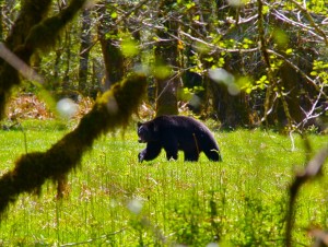 hood canal wildlife