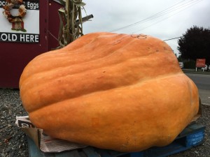 giant pumpkin