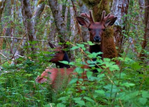 hood canal wildlife