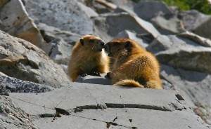 hood canal wildlife