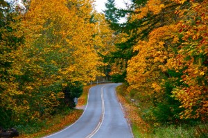 capitol state forest