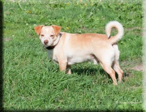 Red is Adopt-A-Pet of Shelton's dog of the week.
