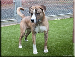 Rex is the Adopt-A-Pet of Shelton Dog of the Week.