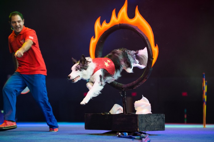stunt dog olympia stunt dog olympia
