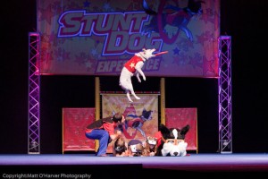 stunt dogs olympia