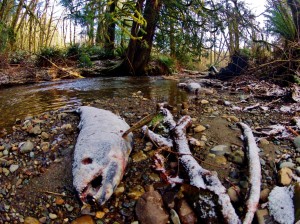 mclane creek nature trail