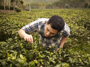 James inspects tea leaves at a rural farm in Taiwan during one of his trips to source quality ingredients. Photo Credit: Neil Buckland