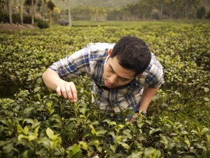 James inspects tea leaves at a rural farm in Taiwan during one of his trips to source quality ingredients. Photo Credit: Neil Buckland 