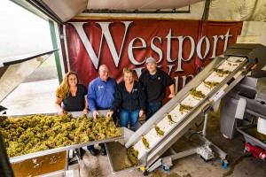 Westport Winery grape harvest