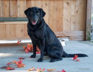 Belle is a 4 year old Lab mix and is looking for her forever home.