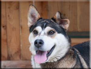 Kota is Adopt-A-Pet's Dog of the Week.