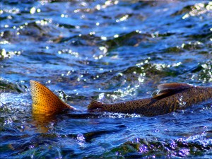 salmon migration