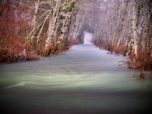 salmon migration