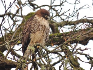 winter bird watching