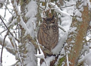 winter bird watching