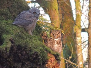 winter bird watching