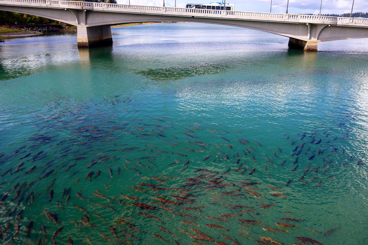 olympia salmon migration