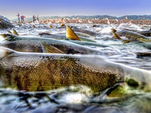 salmon migration