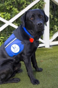 Marshal the Courthouse Dog is already beloved by all the staff at the Thurston County Prosecutors Office and has begun his work helping victims during the judicial process.