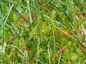 Spring-Green moss control