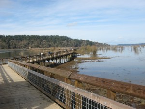 The Nisqually National Wildlife Refuge is a beautiful place for walking all the way out to the Sound.