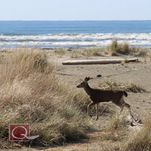 quinault beach valentines day