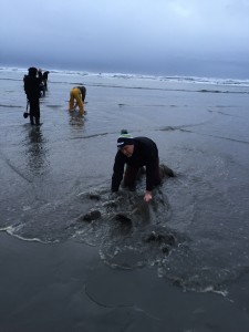 razor clam dig