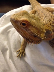 Cora Sharpe fostered a bearded dragon through Joint Animal Services, learning that this is a perfect pet for her.