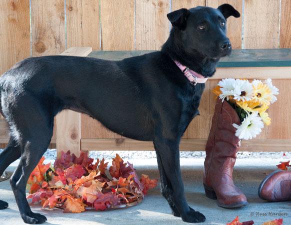 adopt-a-pet dog dog adoption