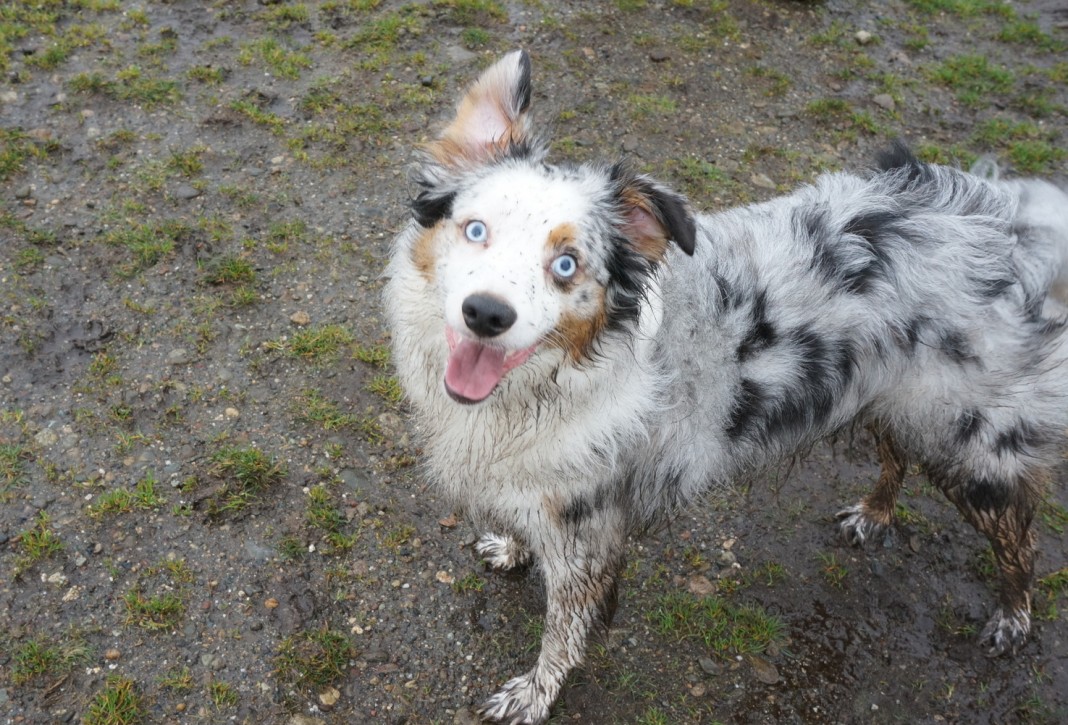 thurston county dog park