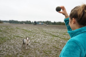 thurston county dog park