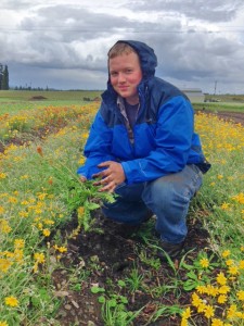 Veteran Conservation Corps member Matthew Smith weeding Oregon sunshine at Violet Prairie seed farm. Photo credit: Matthew West