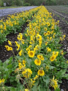 The same balsamroot beds in May 2015. Photo credit: Sierra Smith 