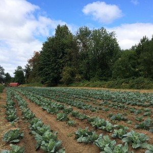 helsing junction farm