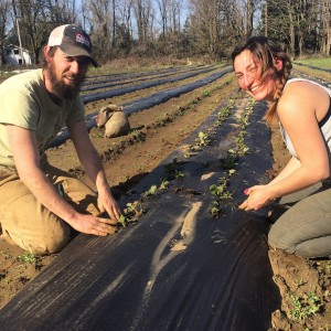 helsing junction farm